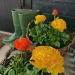 Ferienhaus Miko Ii *